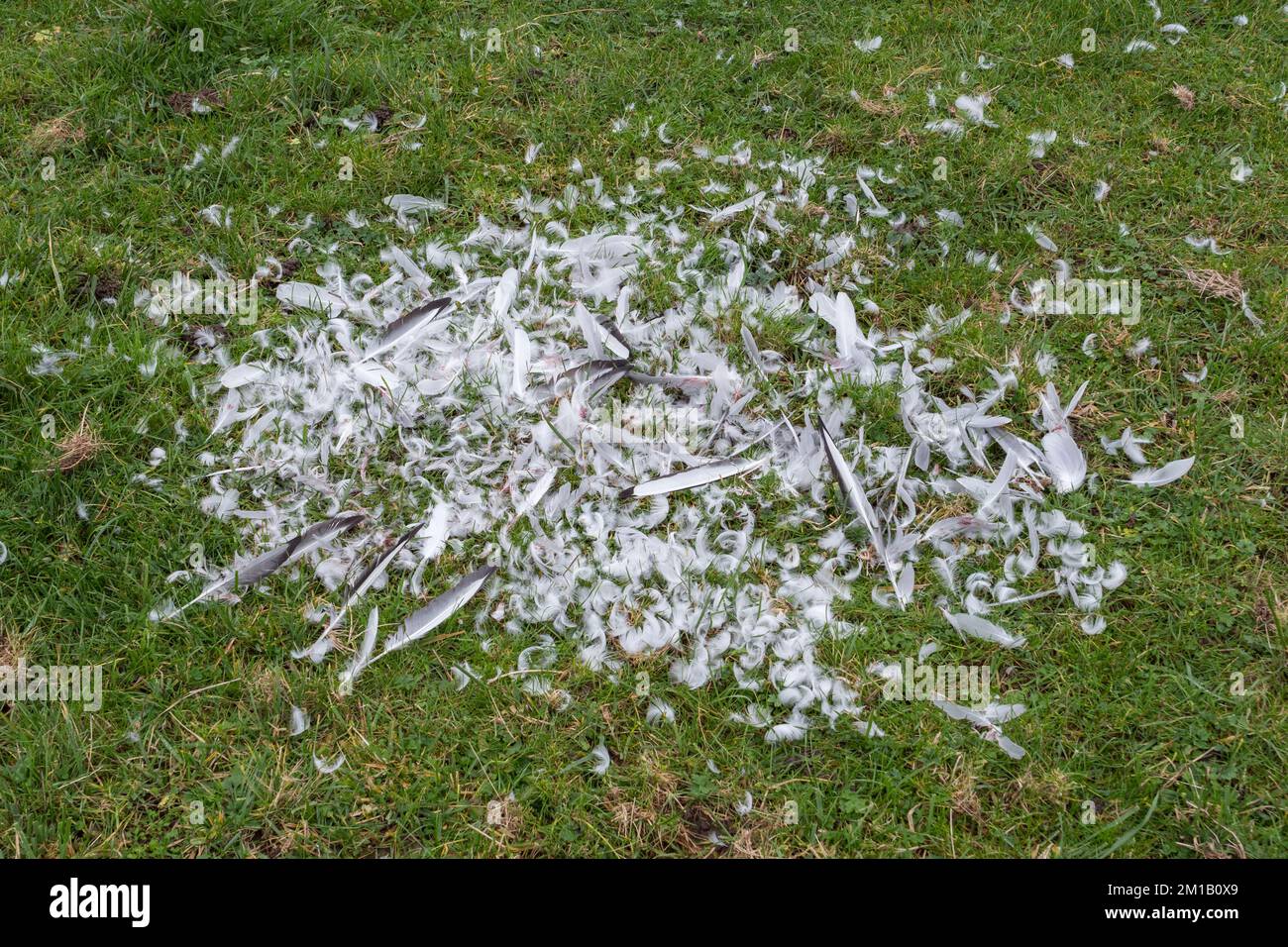Beaucoup de plumes d'oiseau marquant le site d'une chasse réussie de renard ou d'oiseau de proie dans un champ Runnymede, Royaume-Uni. Banque D'Images