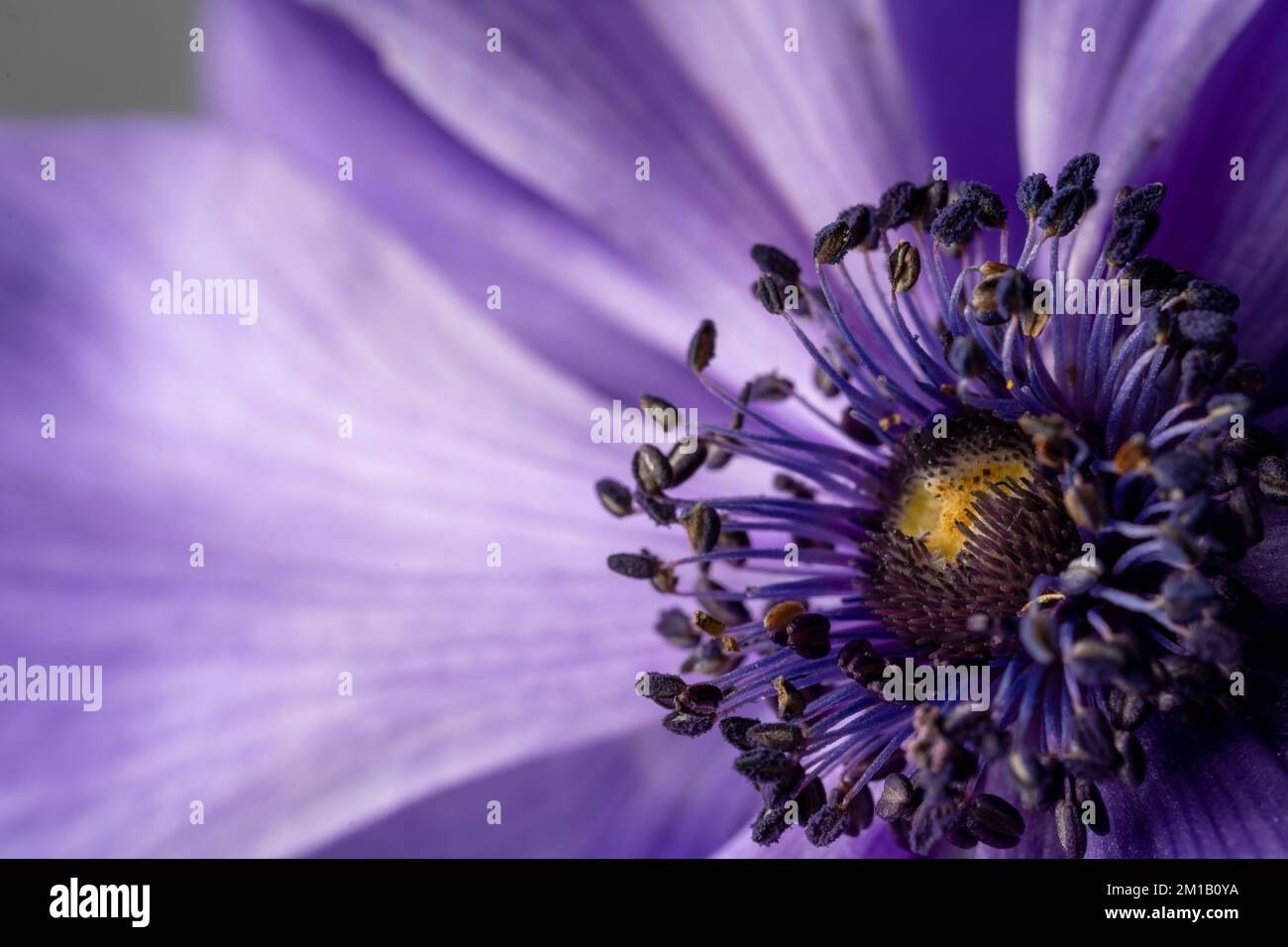 Superbe photo macro d'une fleur d'anémone violette. Décoration d'art border. Lumière magique. Gros plan extrême. Magnifique fond de nature. AMAZ Banque D'Images