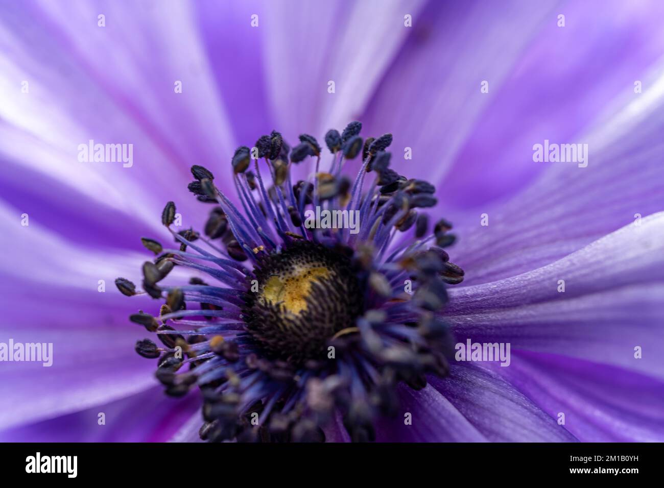 Superbe photo macro d'une fleur d'anémone violette. Décoration d'art border. Lumière magique. Gros plan extrême. Magnifique fond de nature. AMAZ Banque D'Images