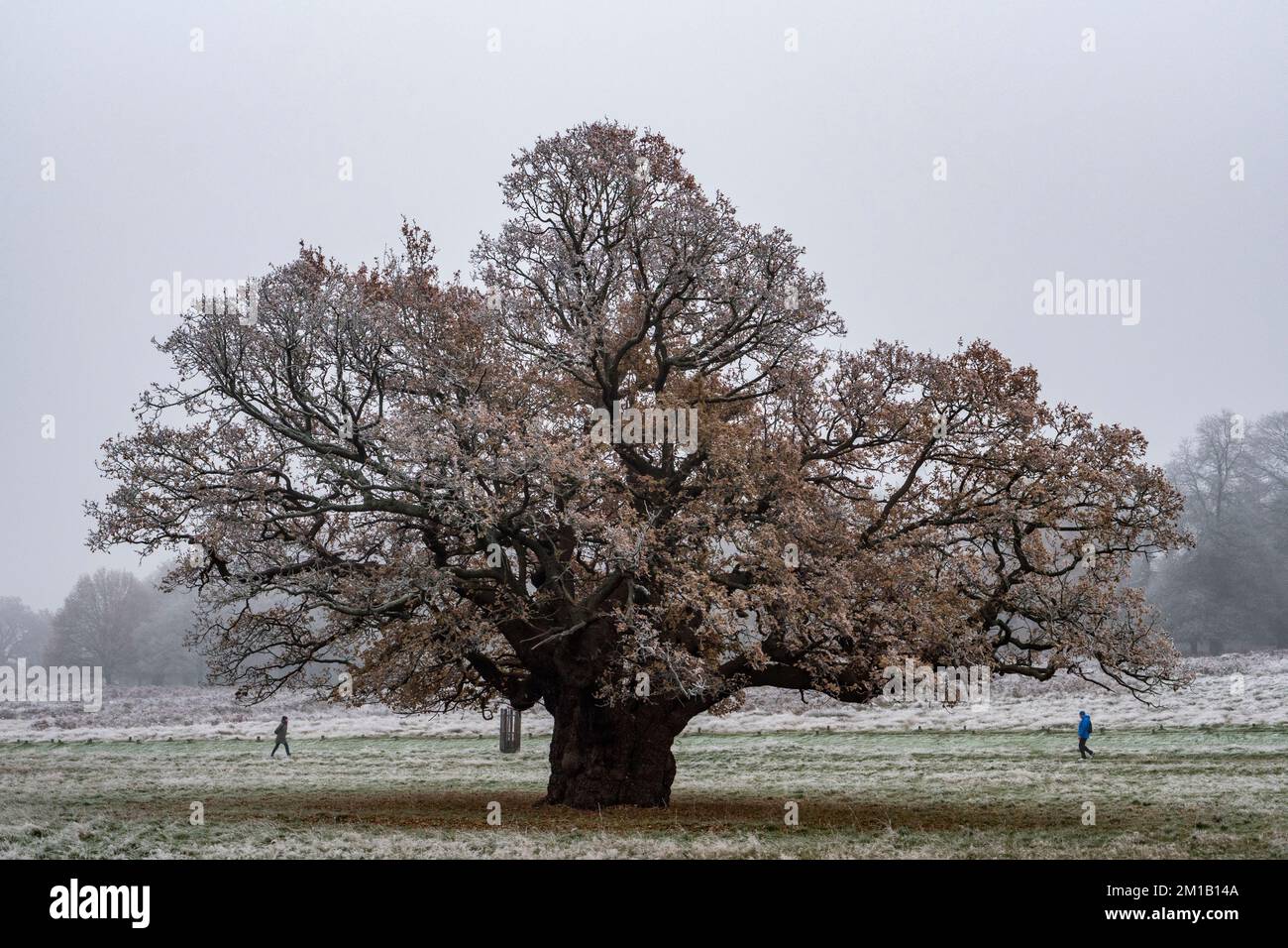Le gel couvrait un grand chêne à Richmond Park, Surrey, Royaume-Uni. Banque D'Images