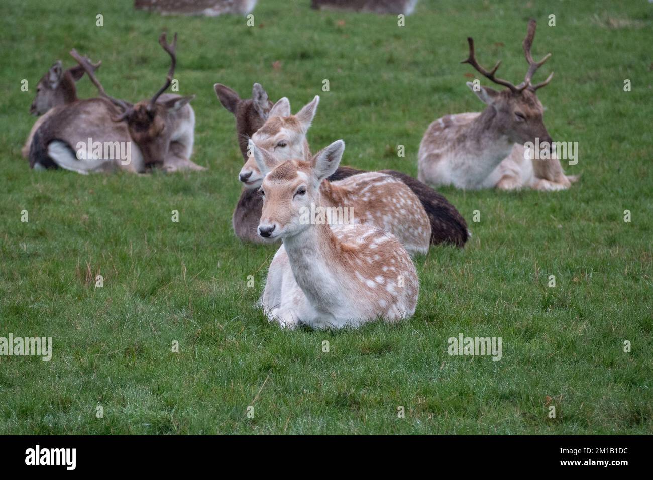 Jeunes cerfs-jachères en hiver à Richmond Park, Surrey, Royaume-Uni. Banque D'Images