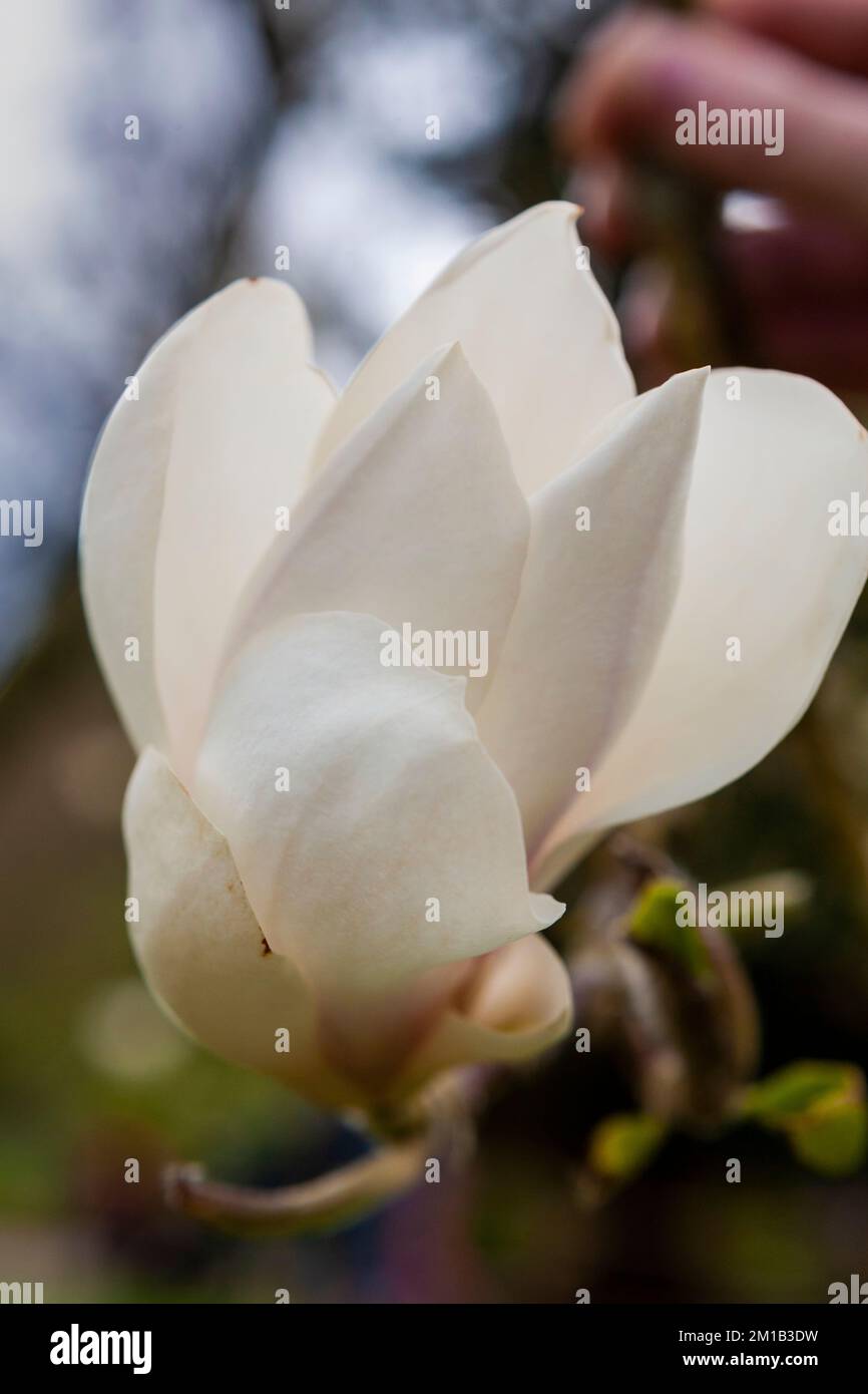 Gros plan d'une fleur de magnolia blanche : Magnolia 'Sayonara' à RHS Rosemoor, Devon, Royaume-Uni Banque D'Images