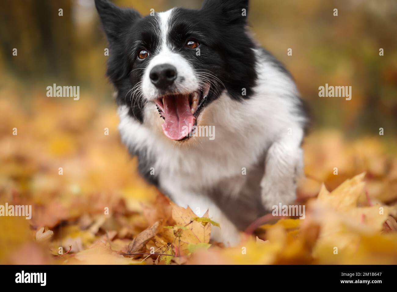 Joyeuse bordure Collie dans les feuilles d'orange d'automne. Drôle de chien noir et blanc court de Foliage dans la nature pendant la saison d'automne. Banque D'Images