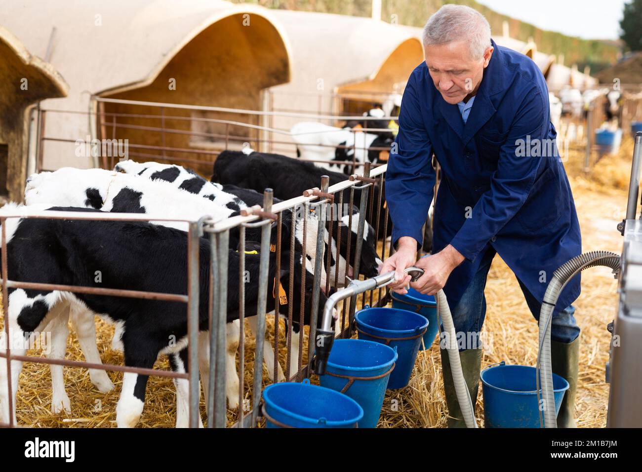 Agriculteur mâle en uniforme donnant du lait aux veaux dans une huche de veau en plastique à la ferme en campagne en automne Banque D'Images