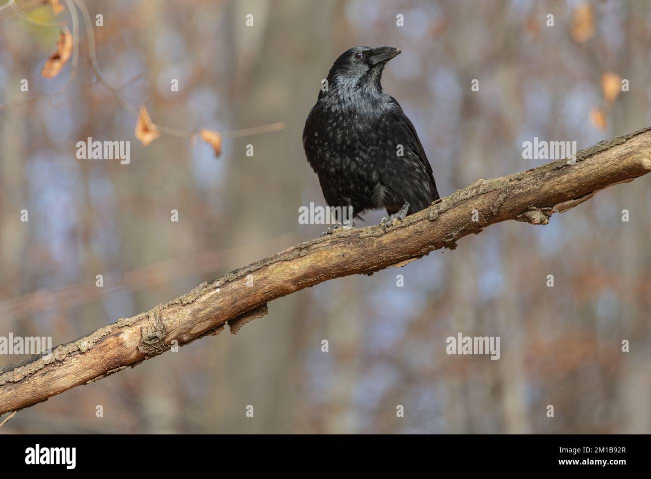 Corbeau noir assis dans une branche d'arbre en forêt Banque D'Images