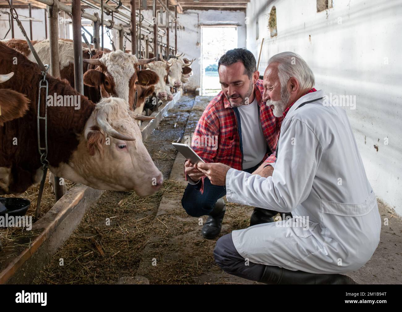 Vétérinaire senior montrant des données sur les comprimés à l'agriculteur à côté de bétail simmental dans le cowshed Banque D'Images