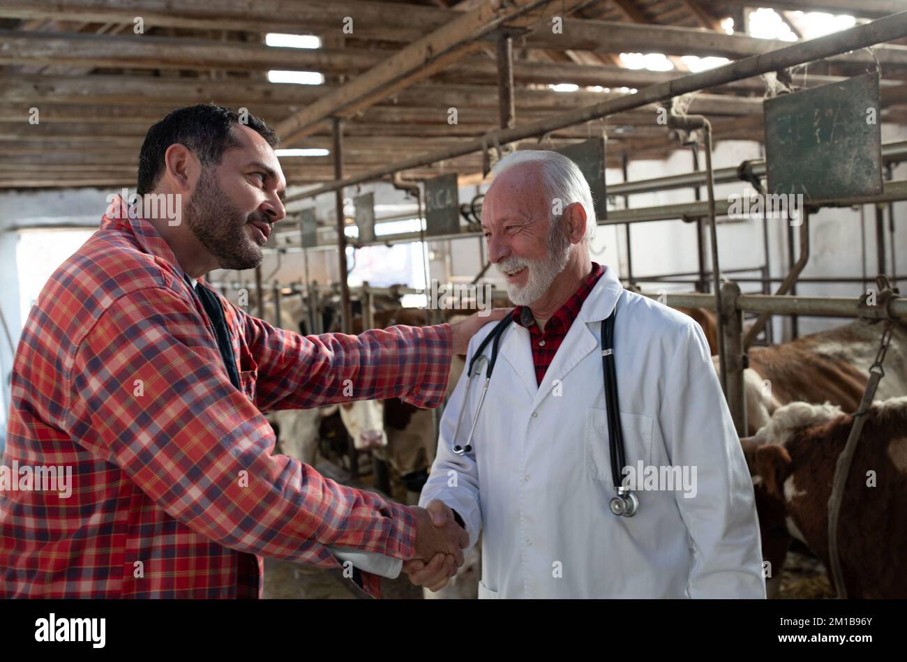 Vétérinaire senior et fermier mature secouant les mains dans la vache stable avec le bétail simmental Banque D'Images
