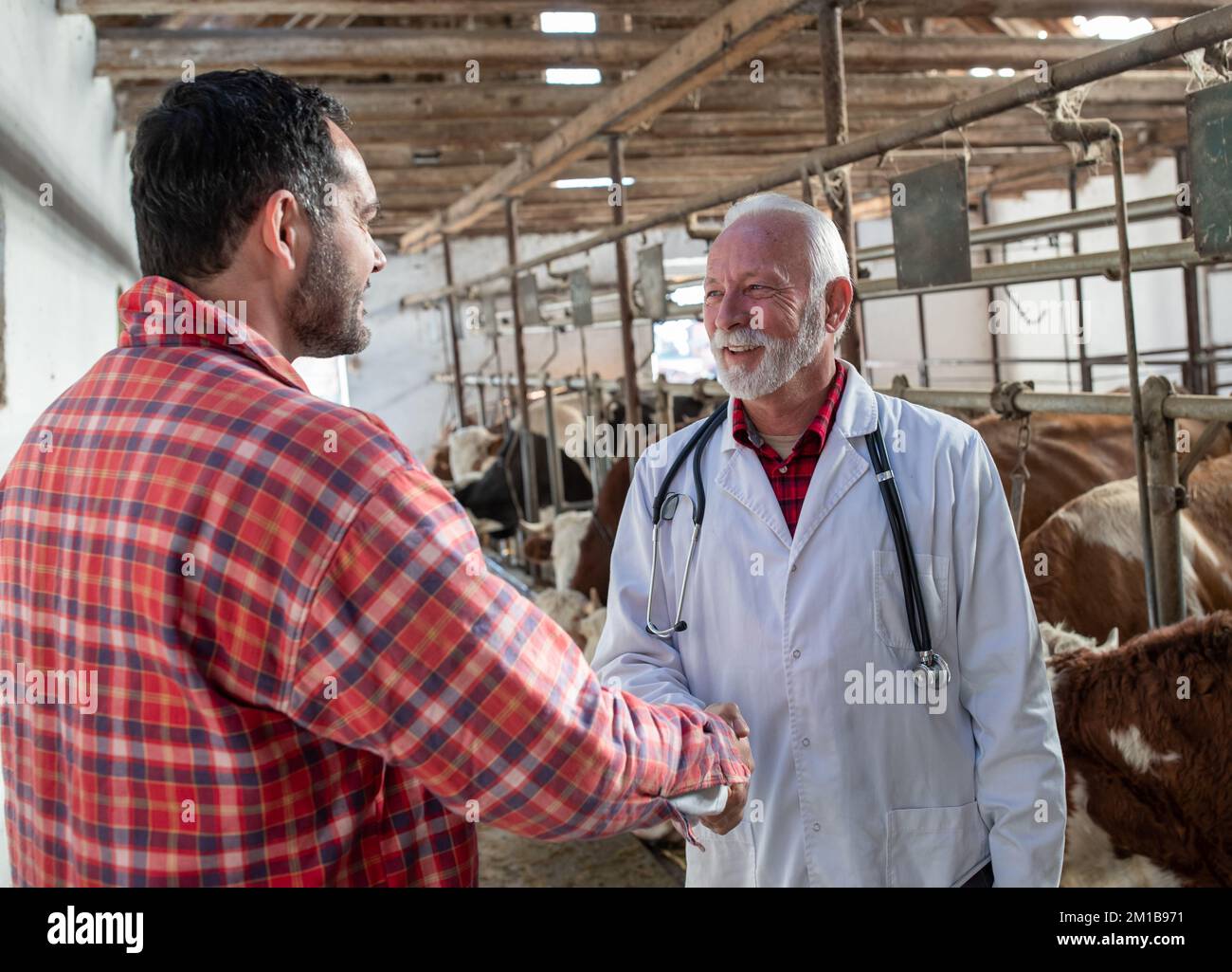 Vétérinaire senior et fermier mature secouant les mains dans la vache stable avec le bétail simmental Banque D'Images