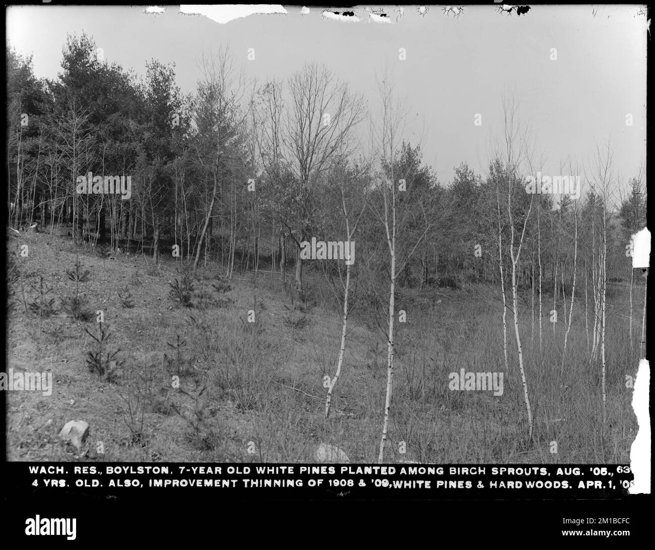 Réservoir Wachusett, pins blancs de 7 ans plantés parmi des choux de bouleau, août 1905; 4 ans, également amélioration éclaircie 1908-1909, pins blancs et feuillus, Boylston, Mass., 1 avril 1909 , ouvrages d'eau, réservoirs, structures de distribution d'eau, foresterie Banque D'Images