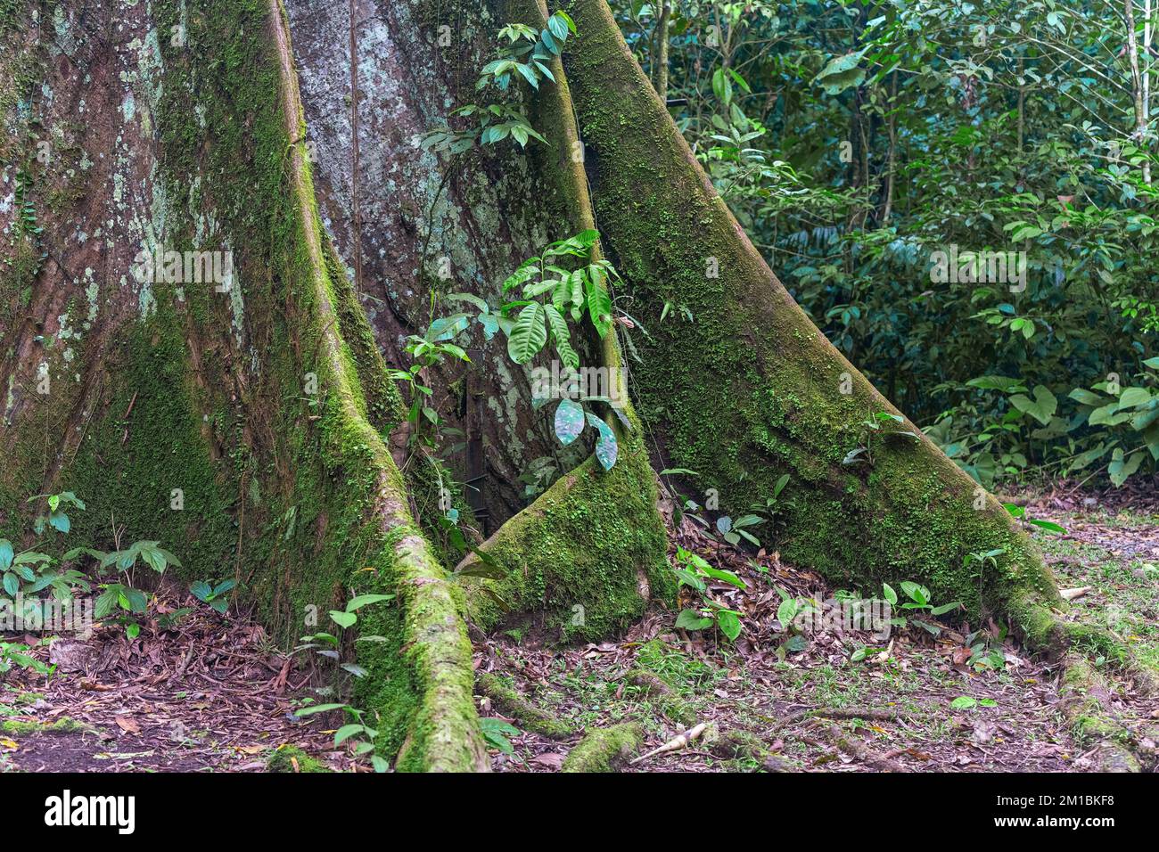 Base d'un tronc d'arbre de ceiba (Ceiba pentandra) dans la forêt amazonienne, parc national de Yasuni, Équateur. Banque D'Images