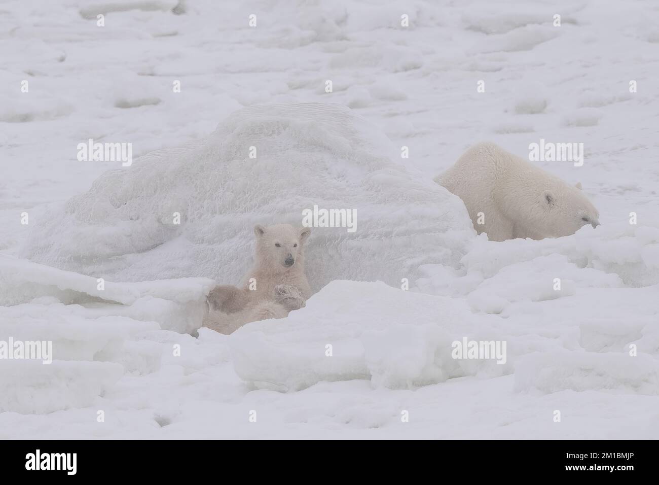 Ours polaire ludique Cub, baie d'Hudson, MB Banque D'Images