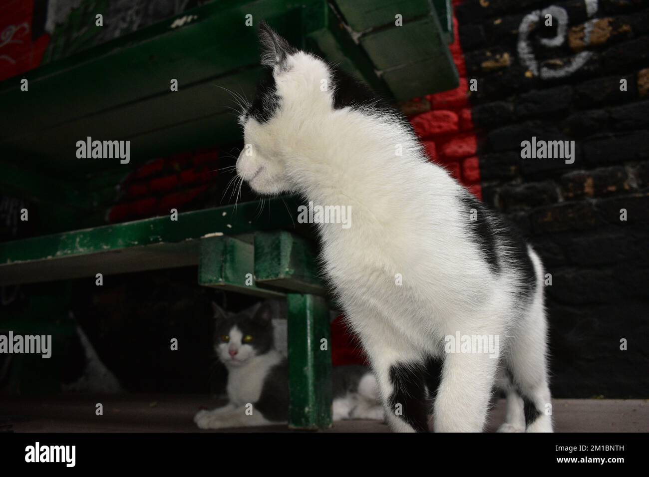 Chat noir et blanc debout avec chat gris et blanc assis derrière Banque D'Images