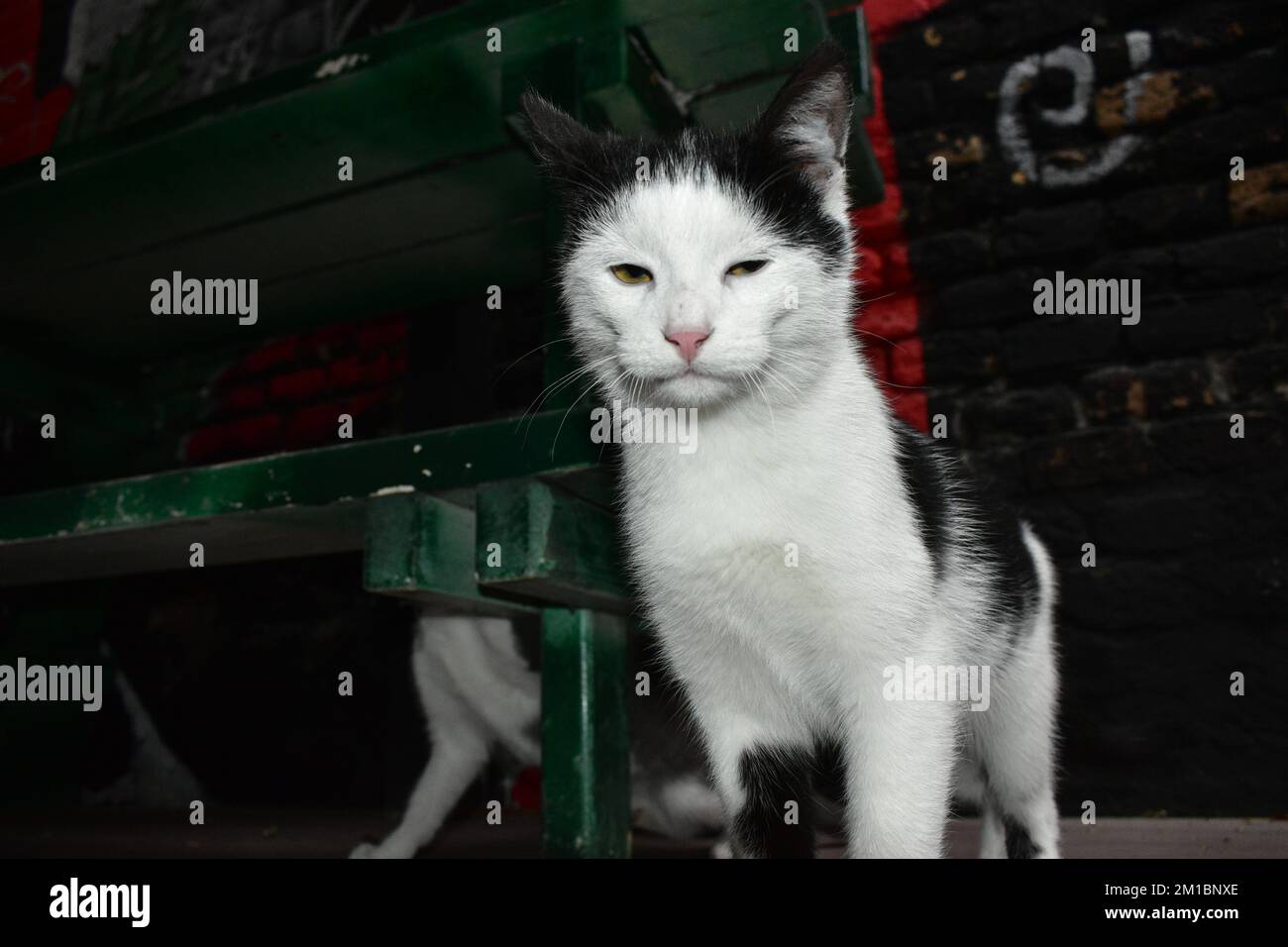 Chat noir et blanc debout avec chat gris et blanc assis derrière Banque D'Images