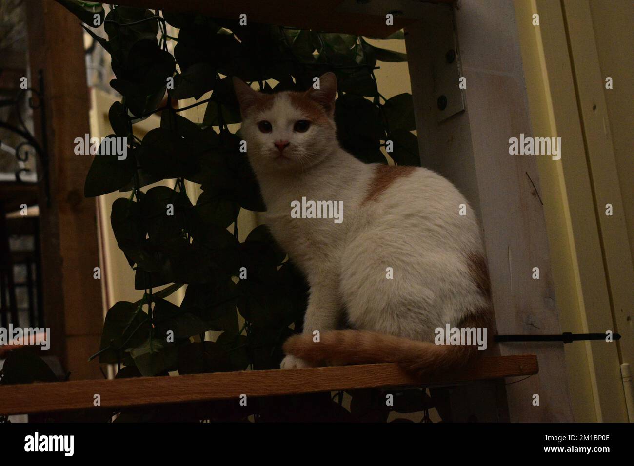 Chat blanc gingembre assis Banque D'Images