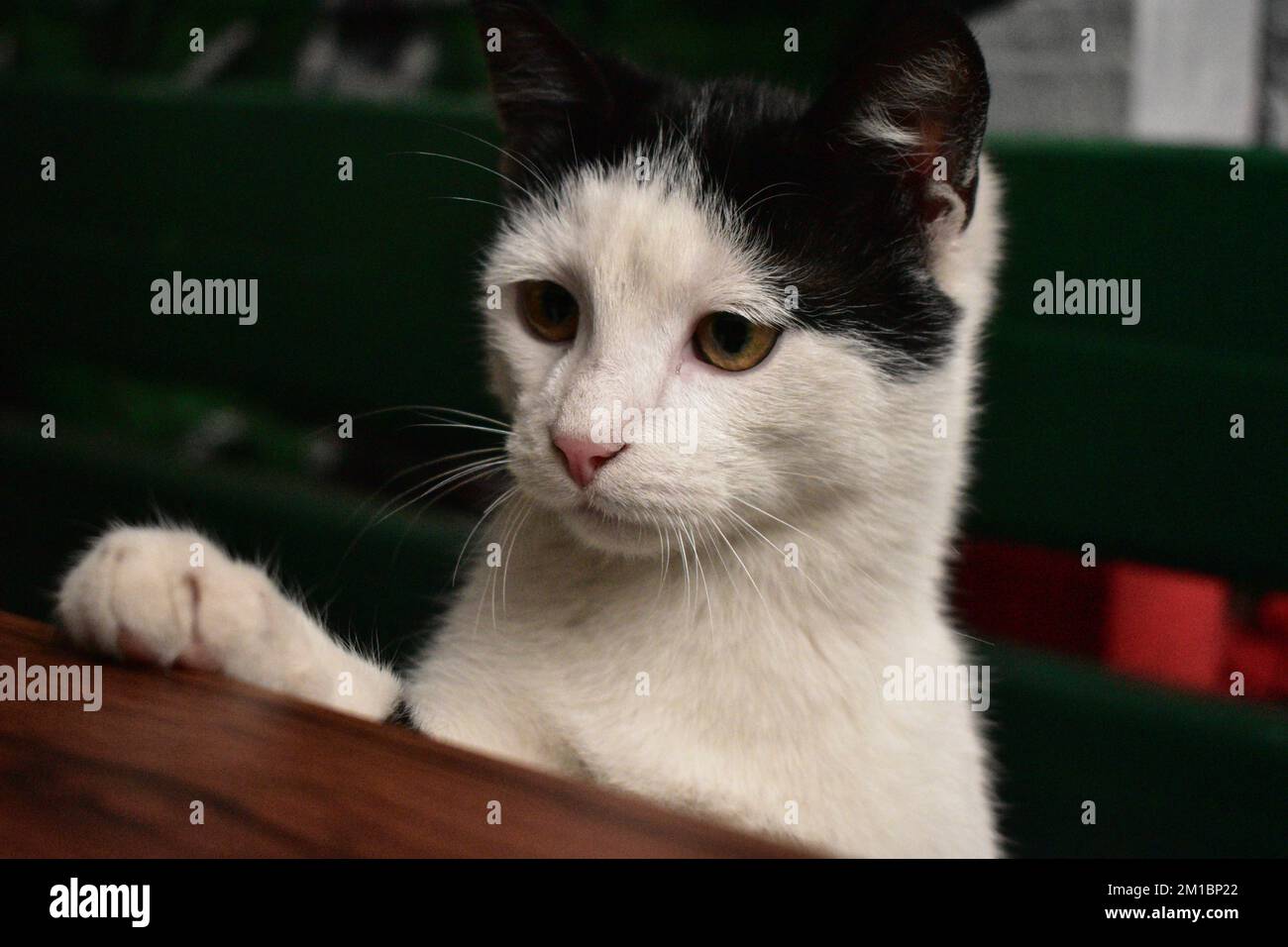 Chat noir et blanc regardant sur une table Banque D'Images