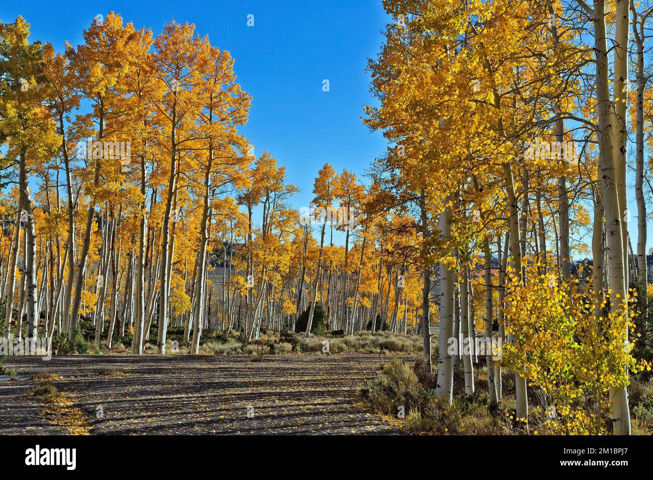 Quaking Aspens 'Pando Clone', PM Light, également connu sous le nom de tremblement géant, comté de Sevier, Utah. Banque D'Images