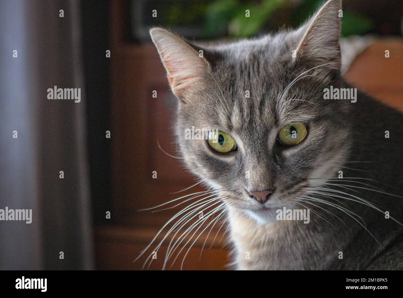 Chat tigré Banque D'Images