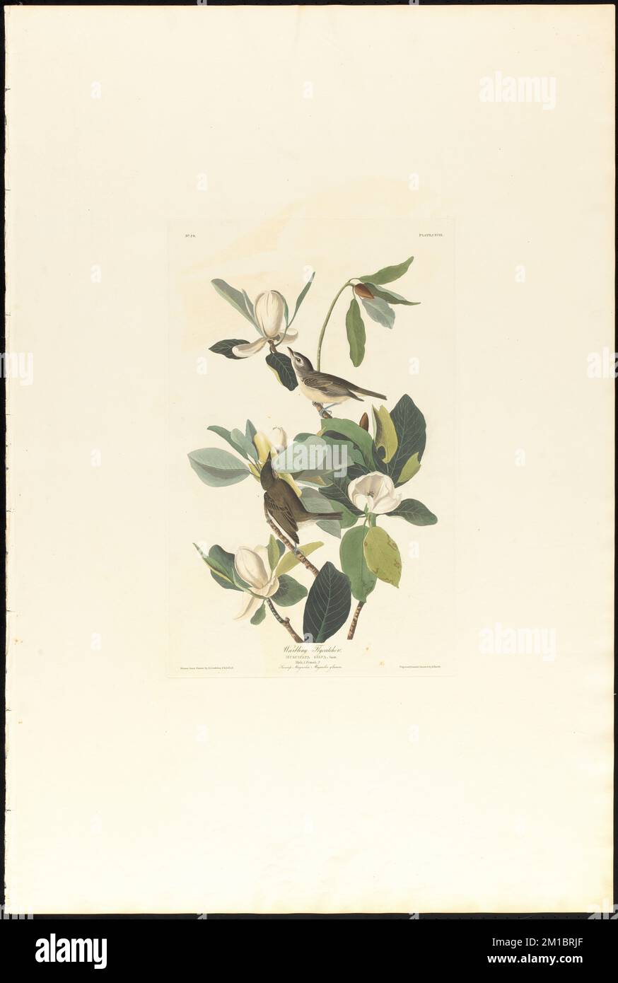 Flycatcher de warbling : Muscicapa gilva, Vieill. Homme, 1 ans Femme, 2 ans Marais magnolia. Magnolia glauca. c.1 v.2 planche 118 , oiseaux, Magnolias, vireo de Warbling. The Birds of America- tiré des dessins originaux de John James Audubon Banque D'Images