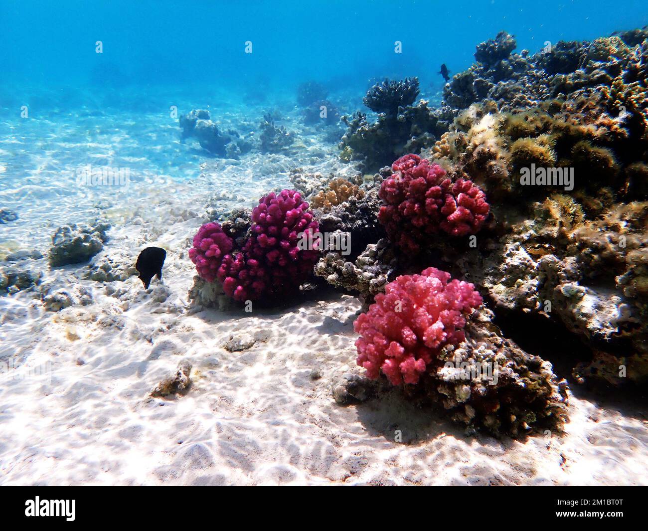 Rêve sous-marin corail paysage marin dans la mer Rouge Banque D'Images
