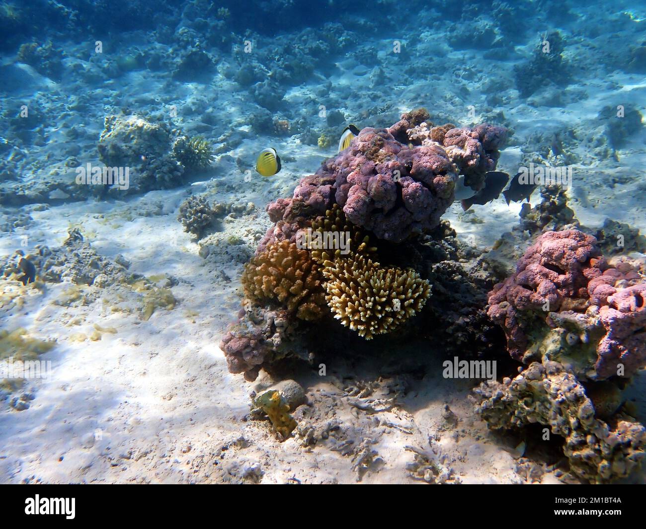 Rêve sous-marin corail paysage marin dans la mer Rouge Banque D'Images