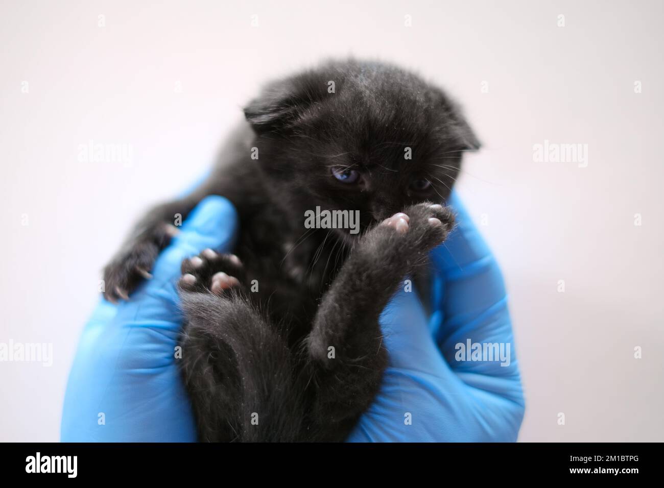 Examen d'un chaton avec un vétérinaire.chaton de shorthair britannique.chaton et vétérinaire.Santé de chat.chaton noir dans les mains d'un médecin en bleu Banque D'Images