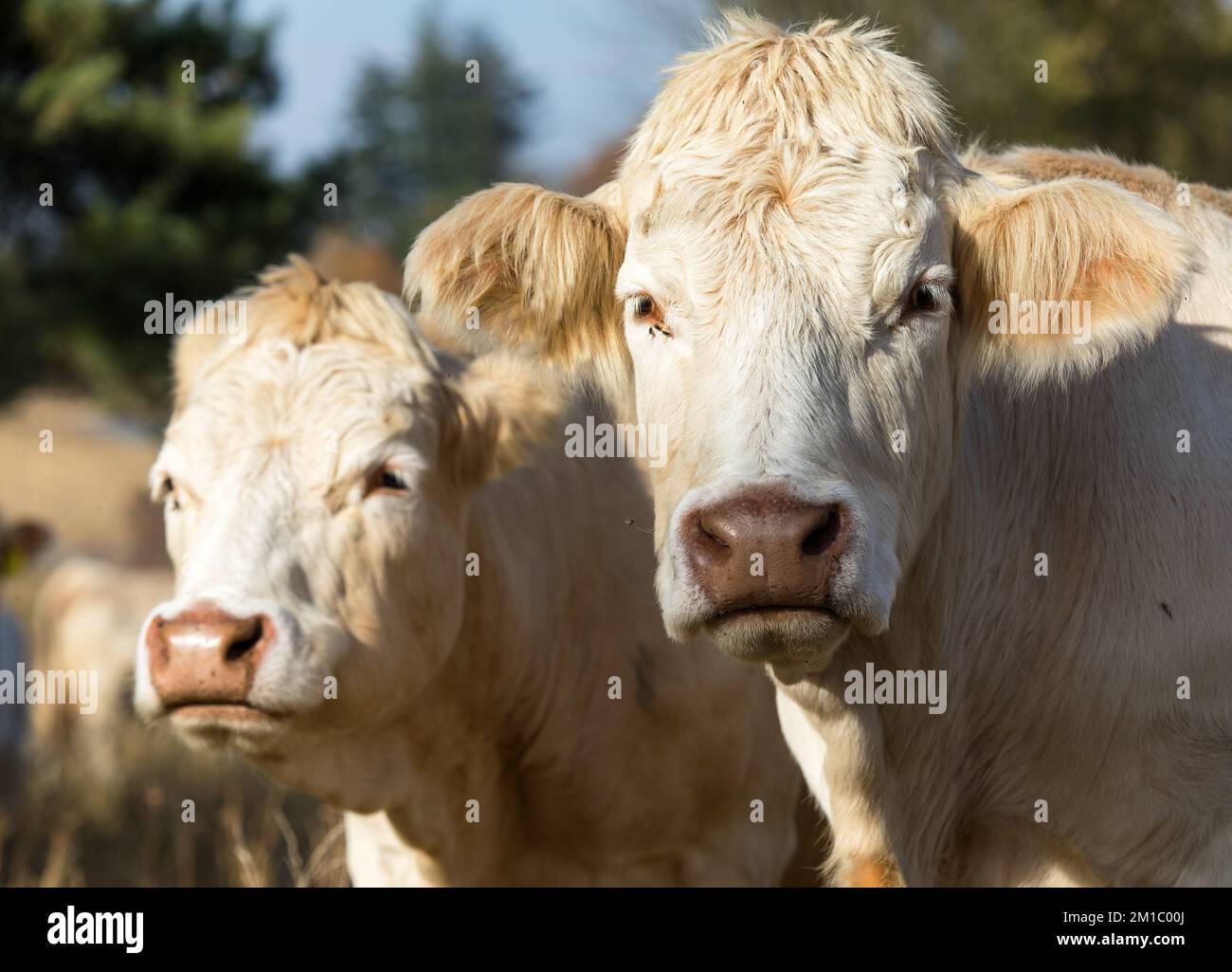 tête de deux vaches, en latin bos primigenius taurus de couleur claire Banque D'Images