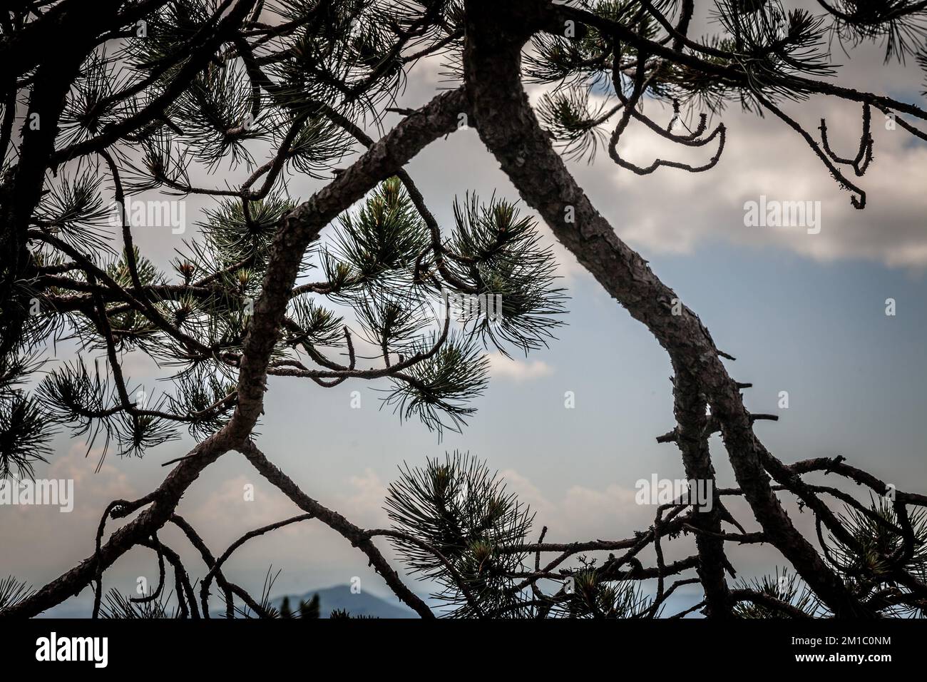 Photo d'un bois de pins autrichiens, hauts, à Palic, en Serbie.Le Pinus nigra, le pin autrichien ou le pin noir, est une espèce modérément variable de pi Banque D'Images