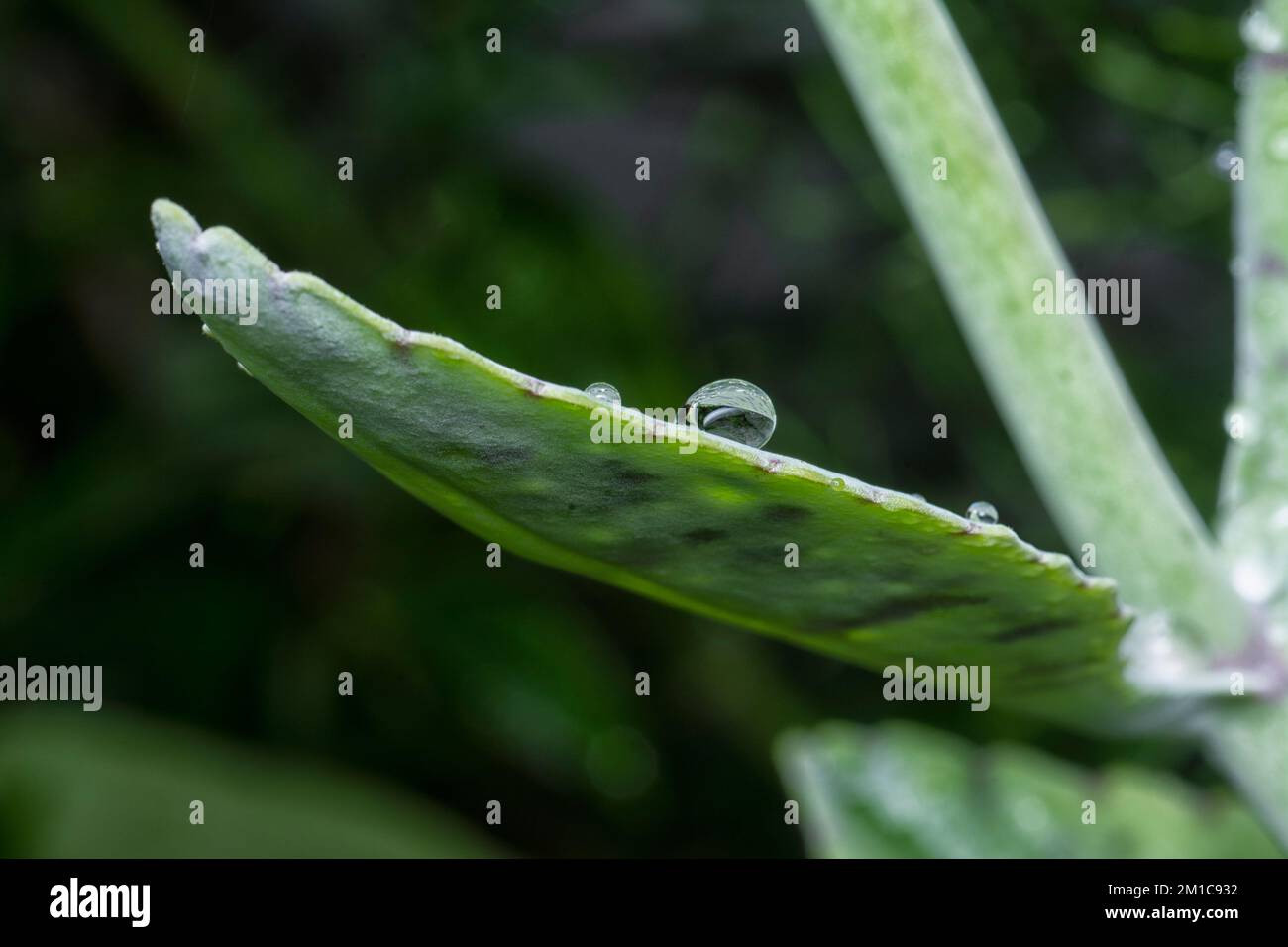 gros plan de la plante sucurente humide kalanchoe gastonis-bonnieri Banque D'Images