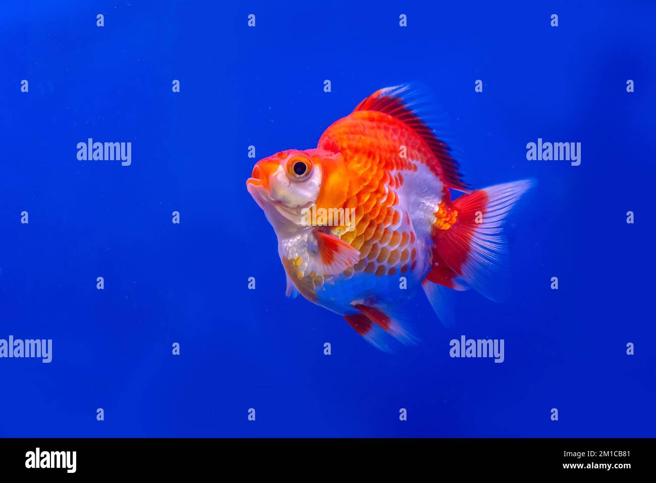 Les poissons rouges dans l'armoire sur fond bleu. Banque D'Images