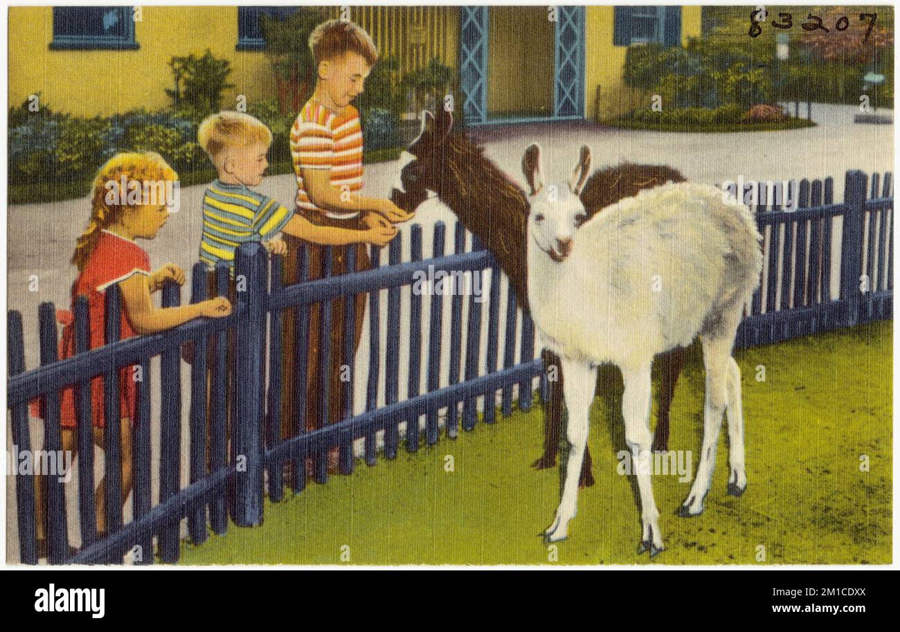 Lamas de bébé. Les clôtures basses permettent aux enfants de nourrir et d'animaux de compagnie au Children's Zoo, Belle Isle -- Detroit, Michigan. , Installations sportives et récréatives, Collection Tichnor Brothers, cartes postales des États-Unis Banque D'Images