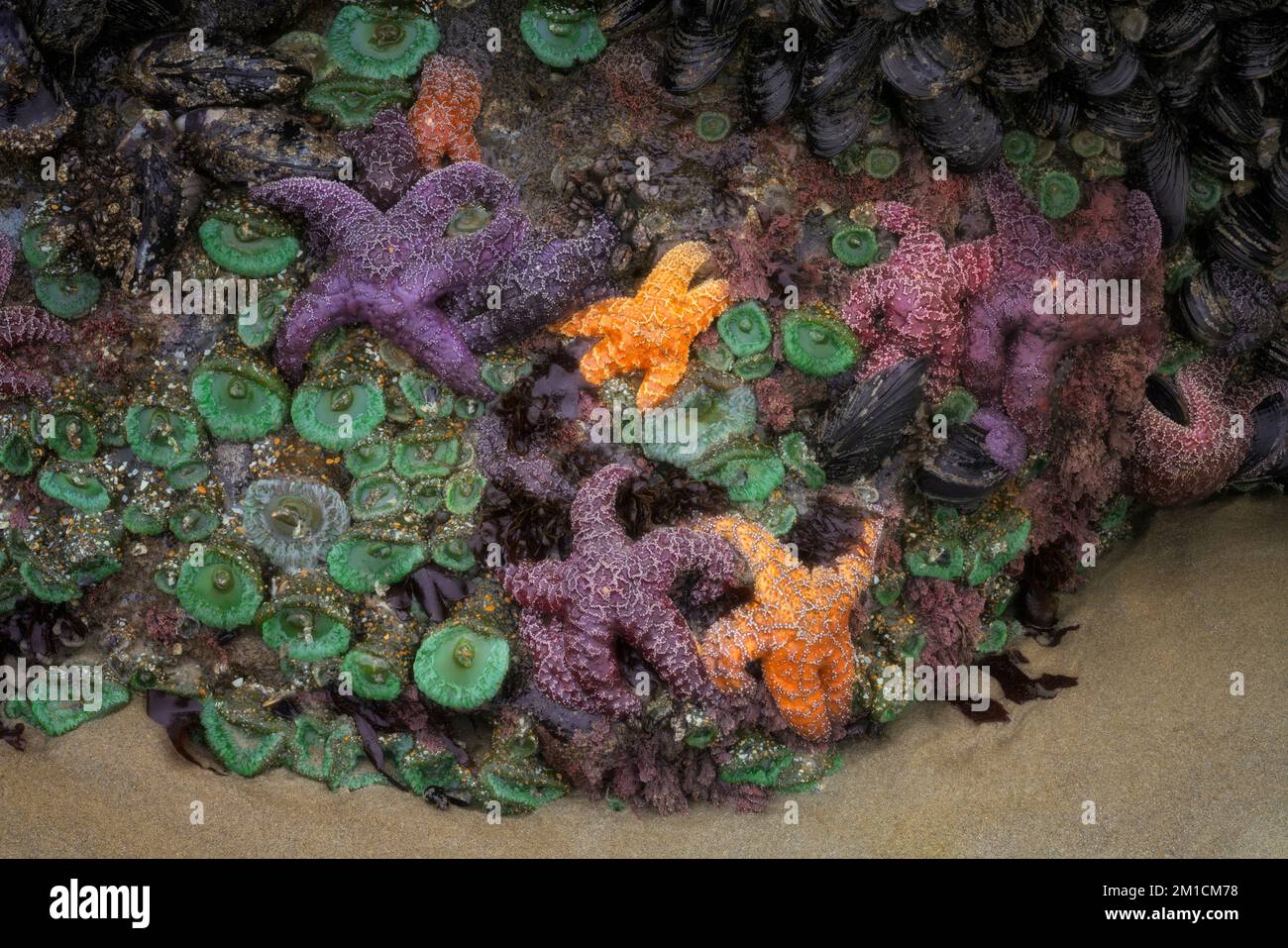 Des barnacles d'oie, des étoiles de mer colorées et des anémones de mer vertes s'accrochent aux roches de basalte pendant cet été temporaire moins événement de marée basse. Banque D'Images