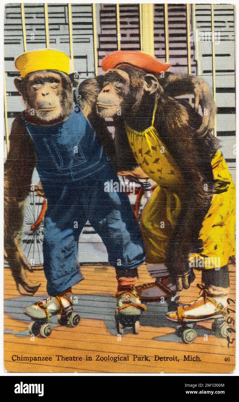 Théâtre de chimpanzee à Zoological Park, Detroit, Michigan. , Tichnor Brothers Collection, cartes postales des États-Unis Banque D'Images