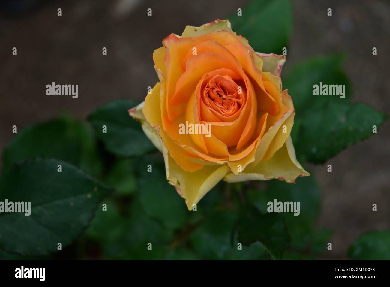 Vue en hauteur sur une fleur de rose orange dans le jardin. Le bord pétale de cette fleur de rose a été flétrisé à cause de la chaleur intense Banque D'Images