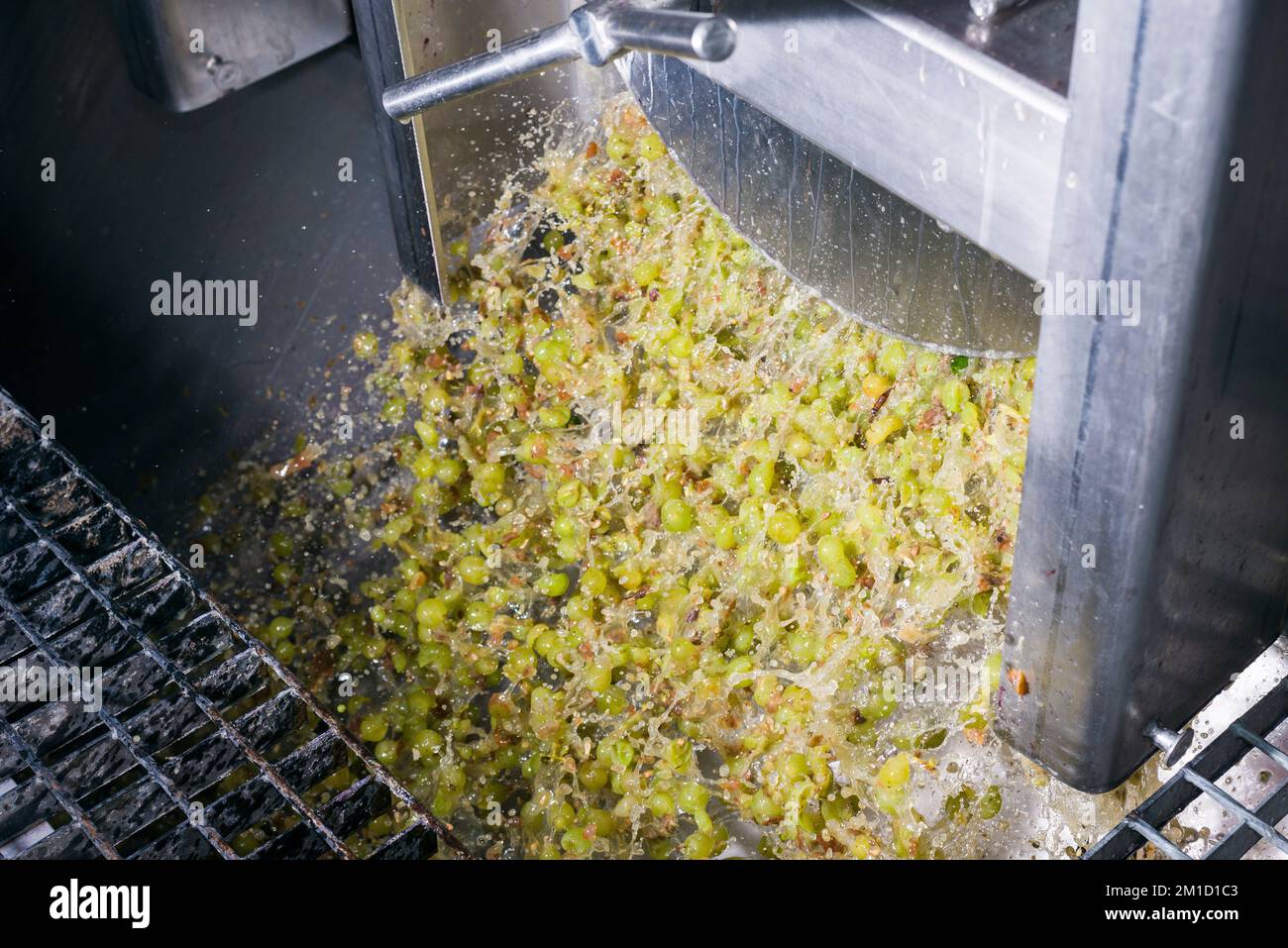 Les raisins Silvaner récoltés glissent vers le bas pour être transformés en jus dans le domaine 'Juliusspital Wuerzburg' Banque D'Images