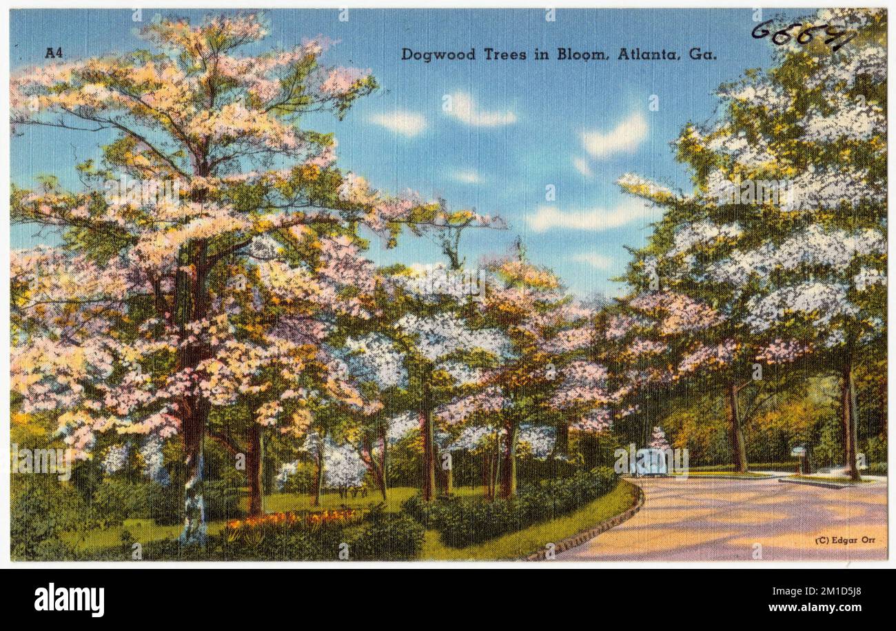 Arbres de Dogwood à Bloom, Atlanta, Géorgie , Tichnor Brothers Collection, cartes postales des États-Unis Banque D'Images