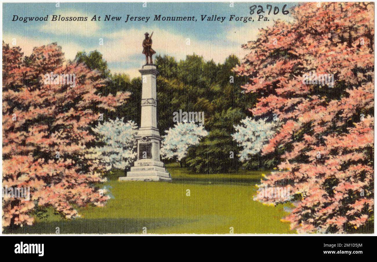 Dogwood Blossoms at New Jersey Monument, Valley Forge, Pennsylvanie. , Monuments et monuments commémoratifs, Collection des frères Tichnor, cartes postales des États-Unis Banque D'Images