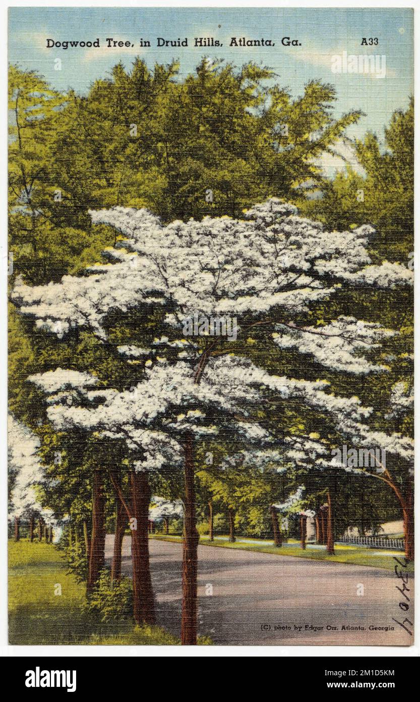 Dogwood Tree, à Druid Hills, Atlanta, Géorgie , Tichnor Brothers Collection, cartes postales des États-Unis Banque D'Images