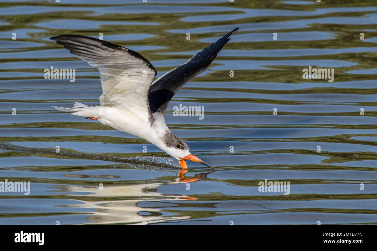 Black Skimmer, Rynchops niger, en vol, se nourrissant en écumant la surface dans une baie abritée peu profonde de Laguna Madre, Texas. Banque D'Images