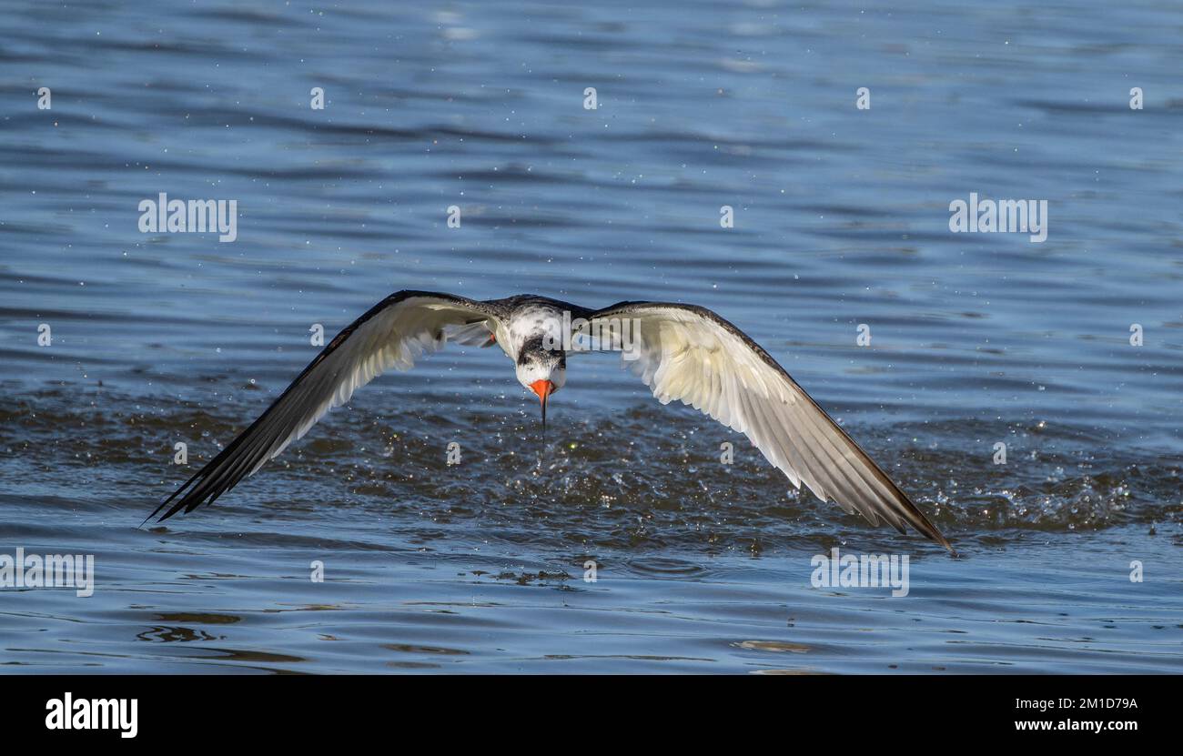 Black Skimmer, Rynchops niger, en vol au-dessus de la zone d'alimentation - une baie abritée peu profonde à Laguna Madre, Texas. Banque D'Images