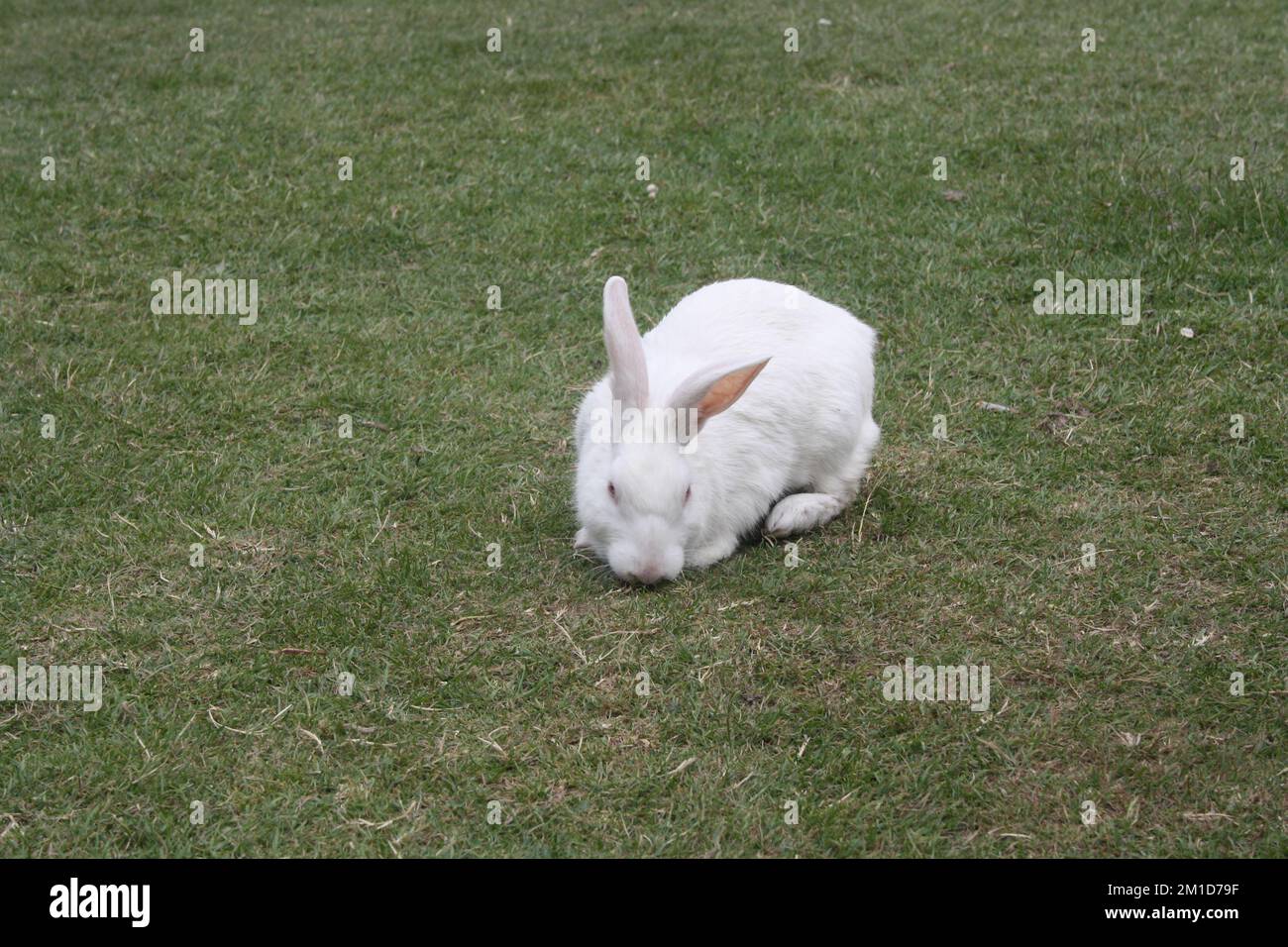 Floride lapin blanc fourrant sur herbe verte dans un espace ouvert : (pix Sanjiv Shukla) Banque D'Images