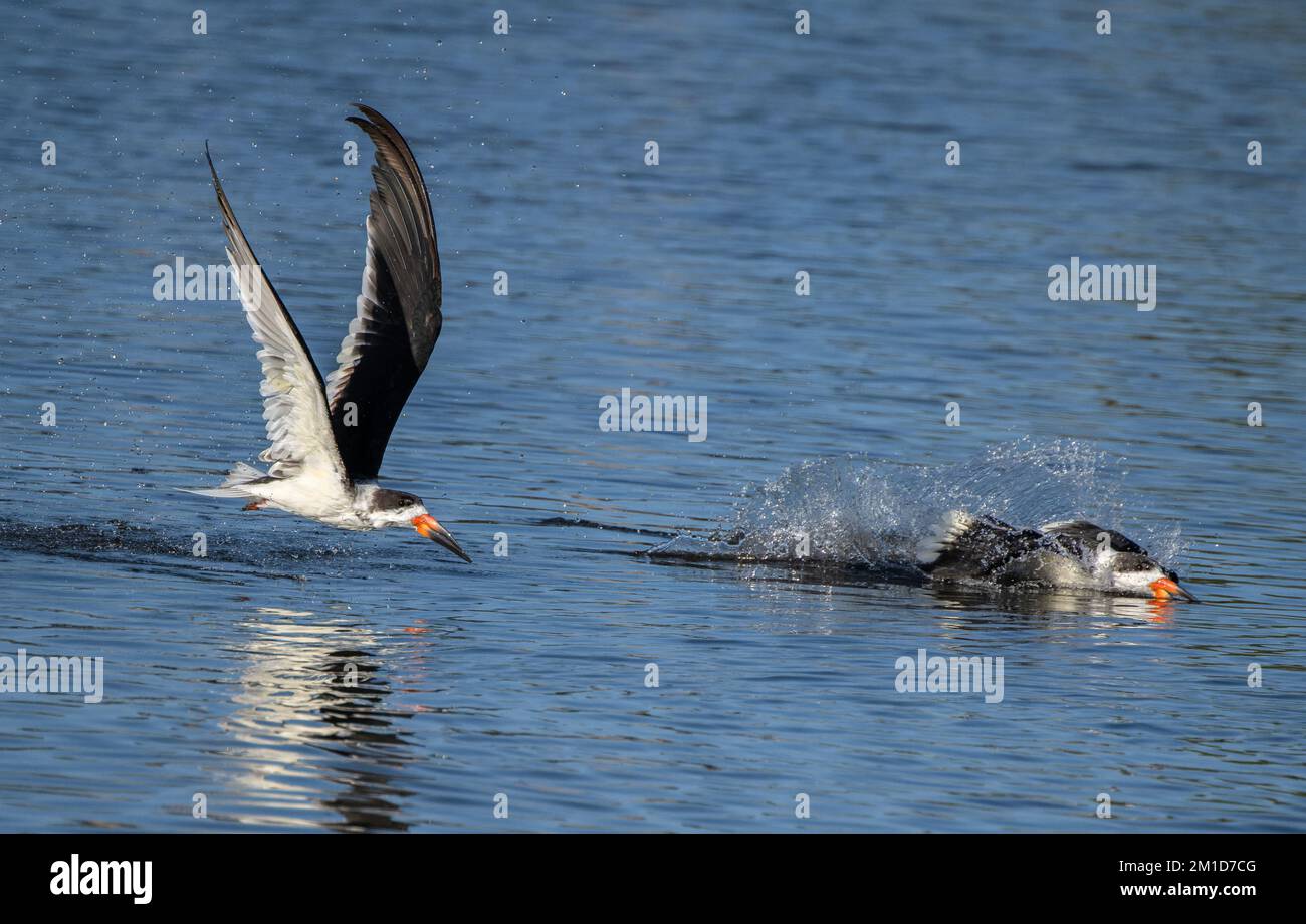 Black Skimmers, Rynchops niger, en vol au-dessus de la zone d'alimentation - une baie abritée peu profonde à Laguna Madre, Texas. Banque D'Images