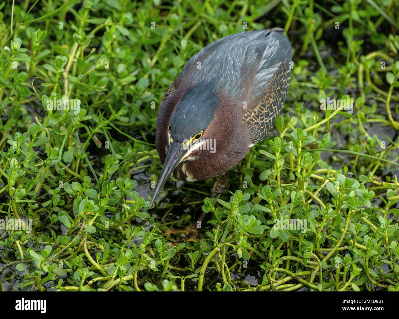 Héron vert, Butorides virescens, chasse dans le marais, Texas. Banque D'Images