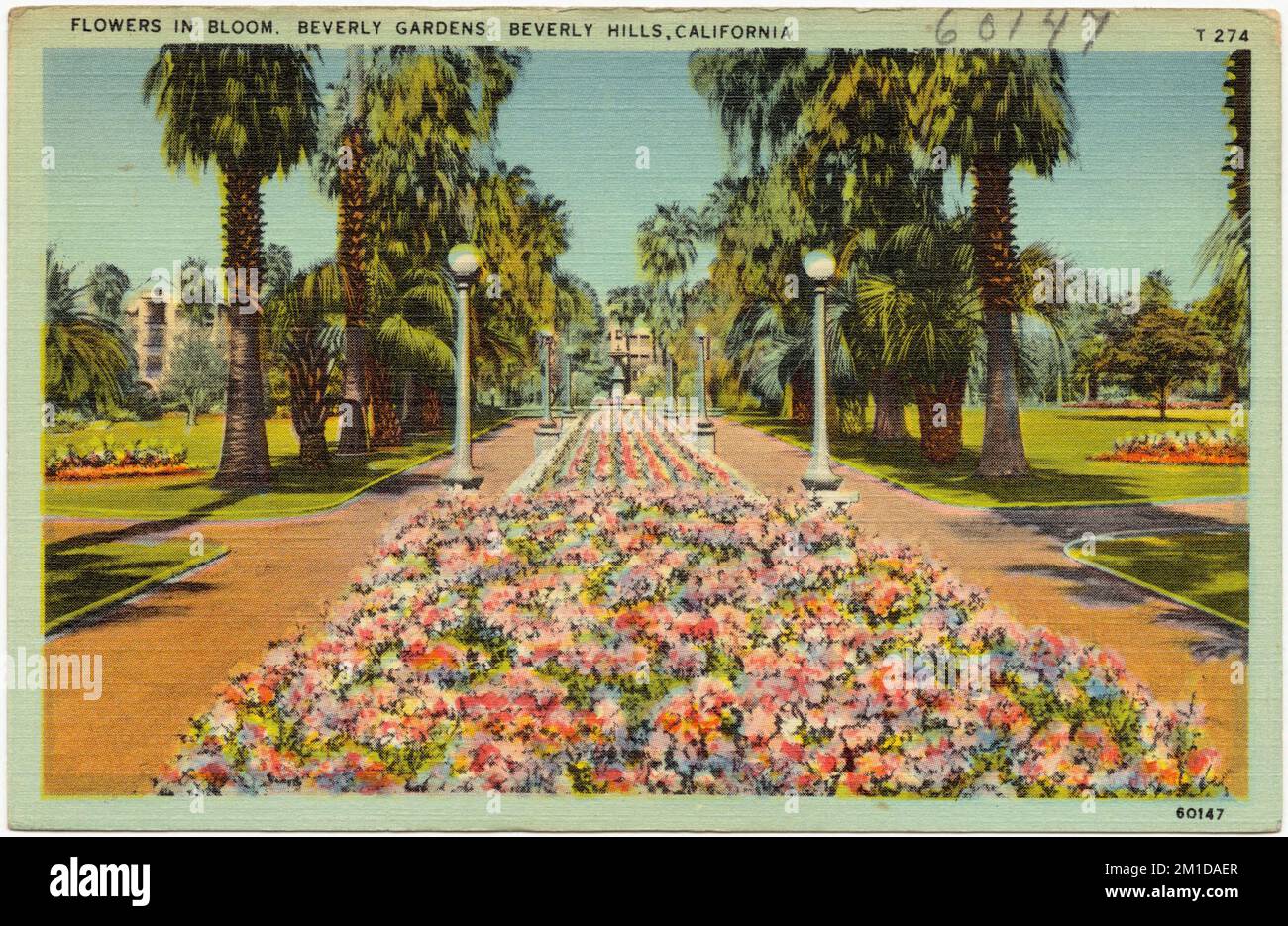Fleurs en fleur, Beverly Gardens, Beverly Hills, Californie , Parcs, Tichnor Brothers Collection, cartes postales des États-Unis Banque D'Images