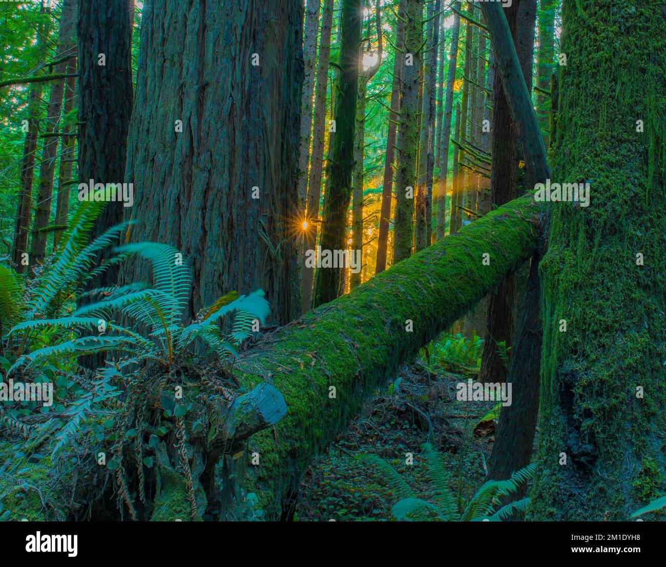Avenue des géants California Redwoods crépuscule Sunburst Banque D'Images