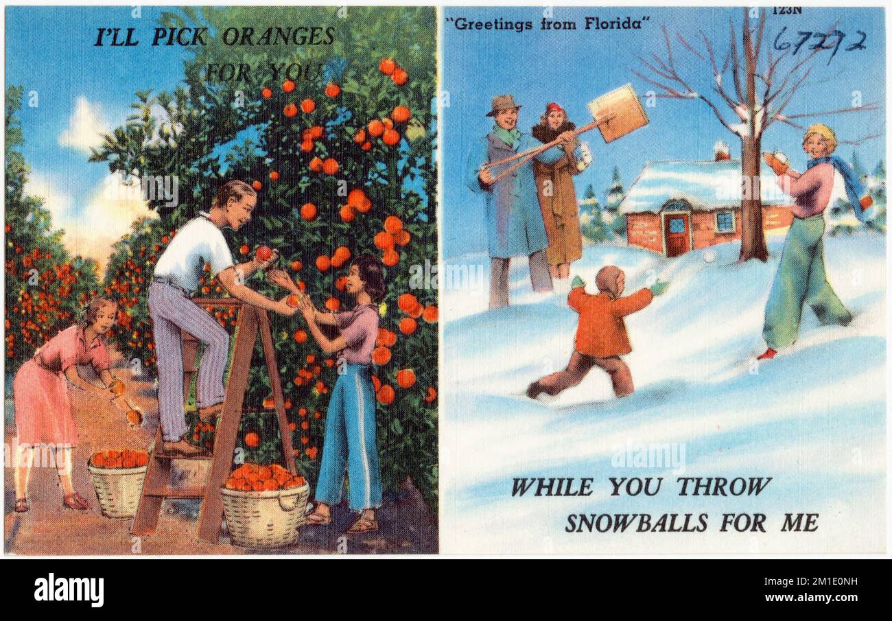 "Salutations de la Floride," je vais choisir des oranges pour vous, tandis que vous jetez des boules de neige pour moi, Tichnor Brothers Collection, cartes postales des Etats-Unis Banque D'Images