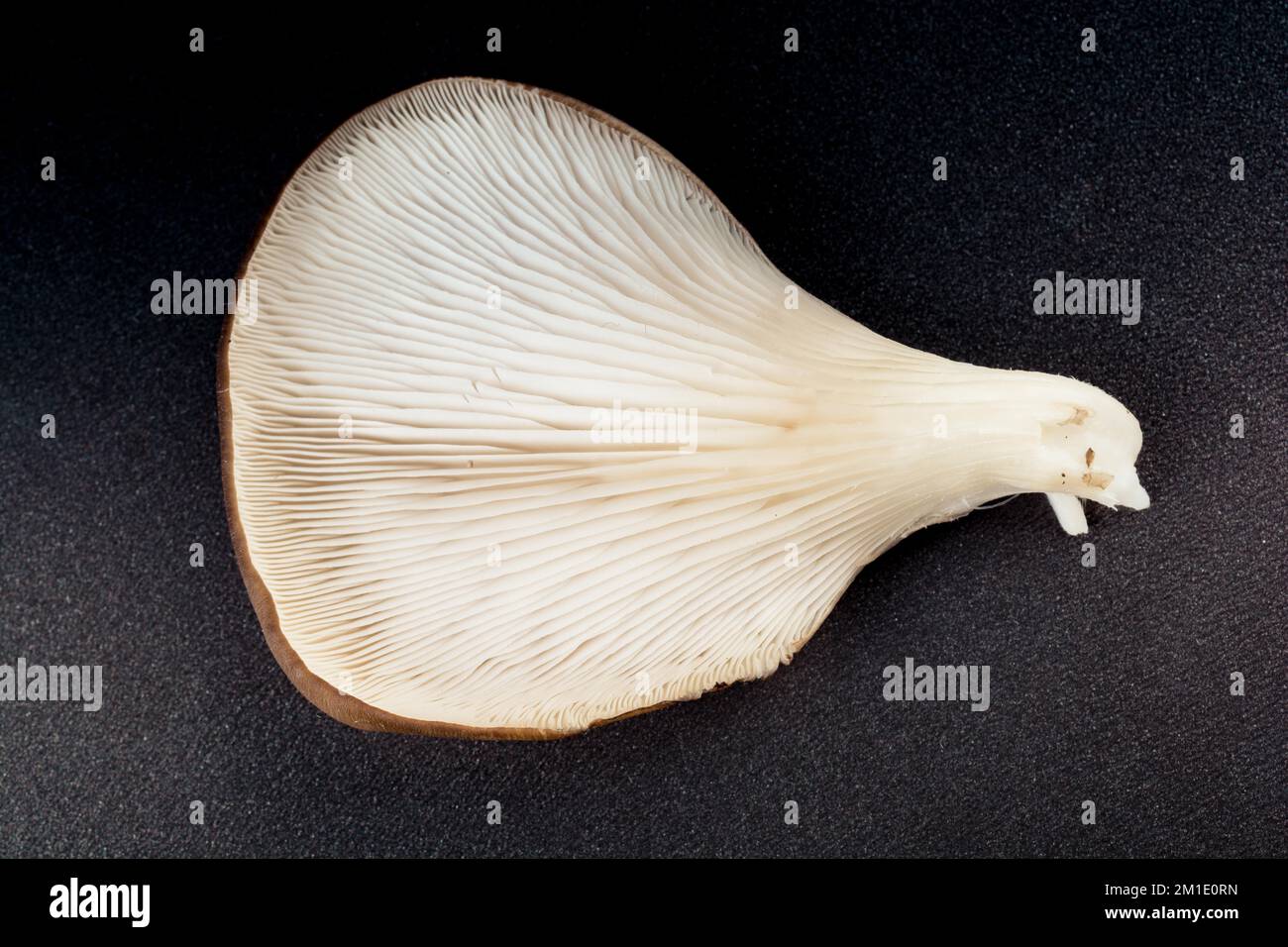 Champignon huître (Pleurotus ostreatus) ou comme champignon facilement cultivé Banque D'Images