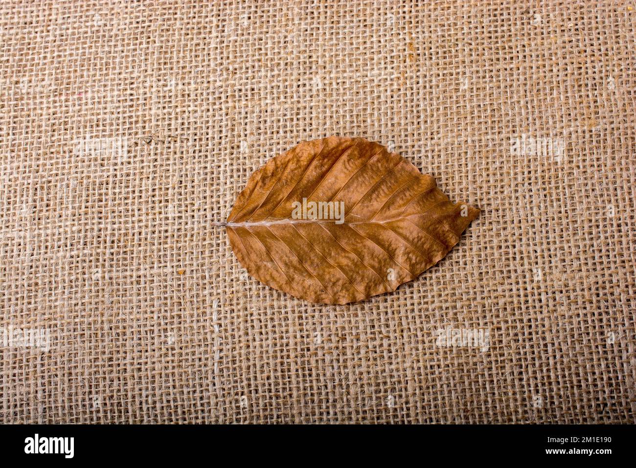 Feuille sèche sur toile de fond en lin brun Banque D'Images