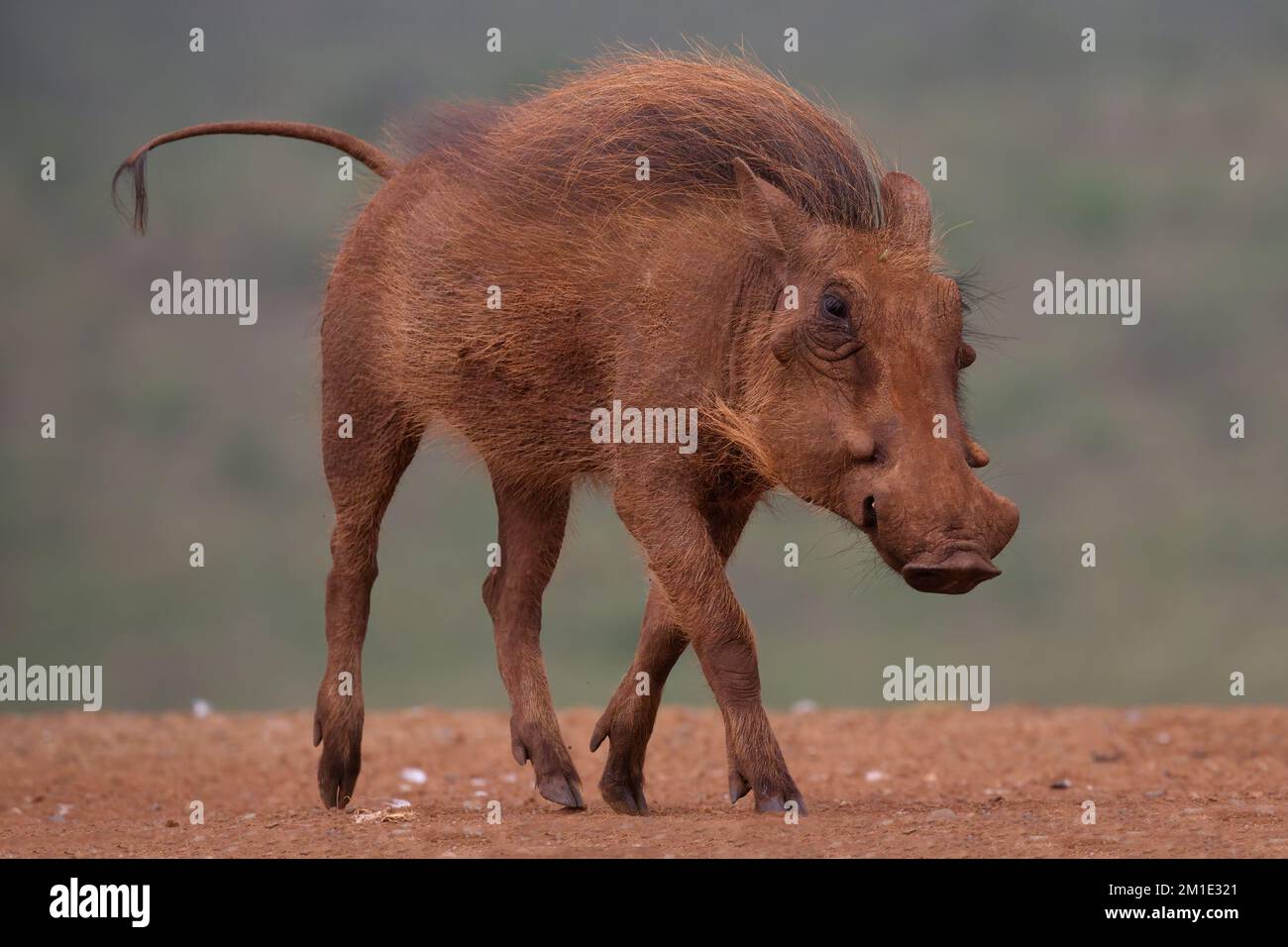 Savane warthog (Phacochoerus africanus), province du KwaZulu Natal, Afrique du Sud Banque D'Images