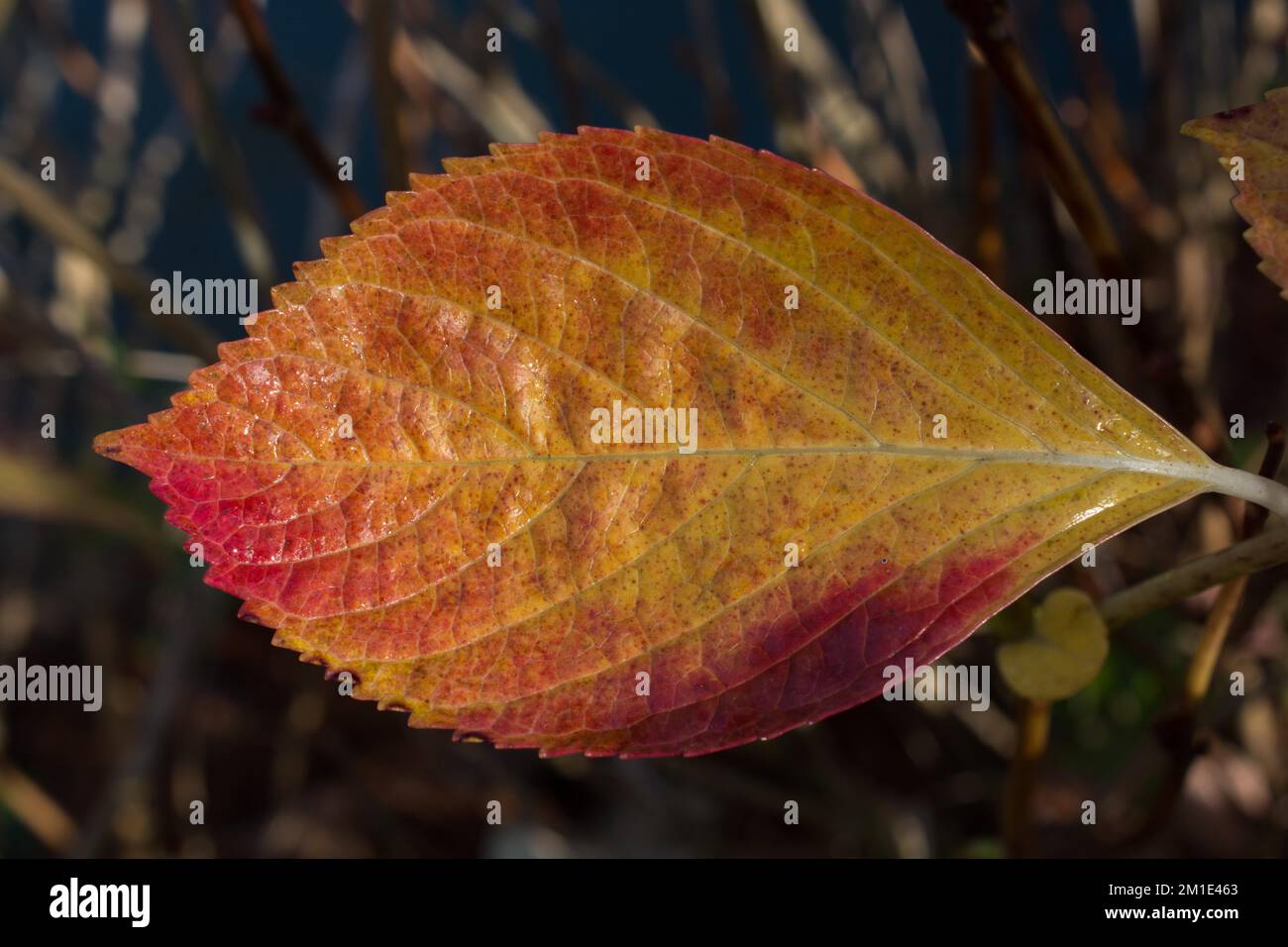 Une feuille sèche séparée des temps d'automne Banque D'Images
