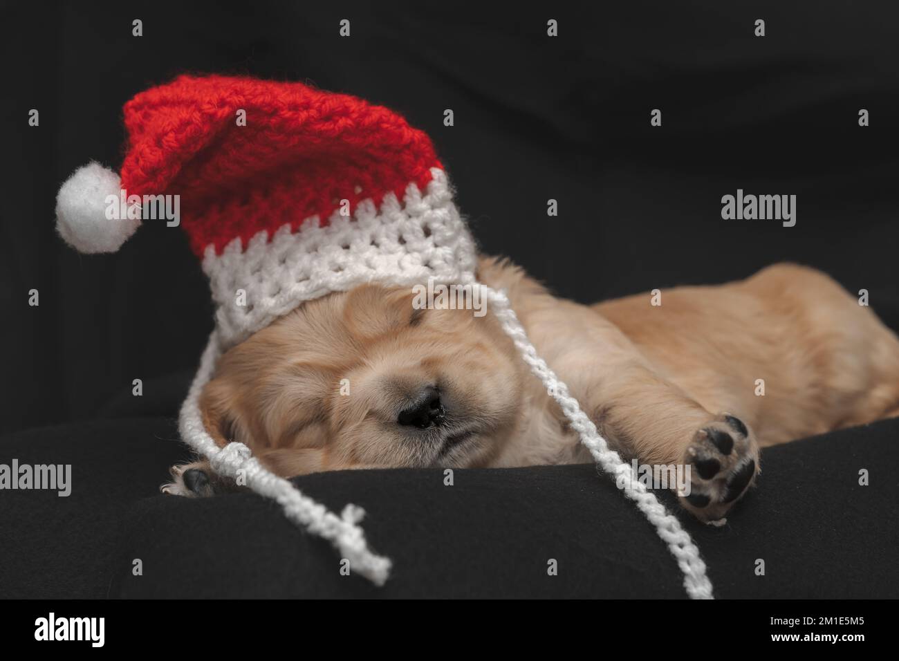 Chien chiot portant un chapeau de père Noël - Golden Retriever Banque D'Images